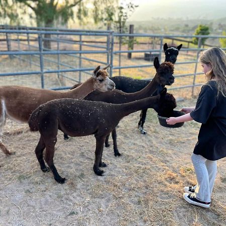 Apartamento Alpaca Rustic Ranch-Peaceful & Breathtaking Views Santa Clarita Exterior foto
