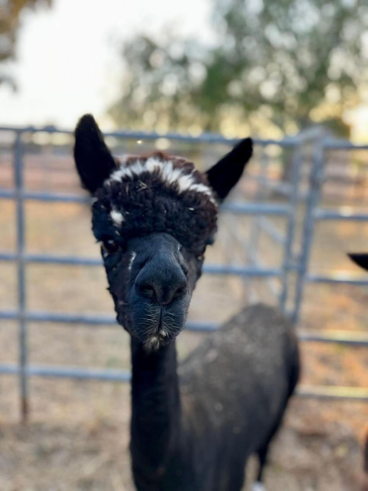 Apartamento Alpaca Rustic Ranch-Peaceful & Breathtaking Views Santa Clarita Exterior foto