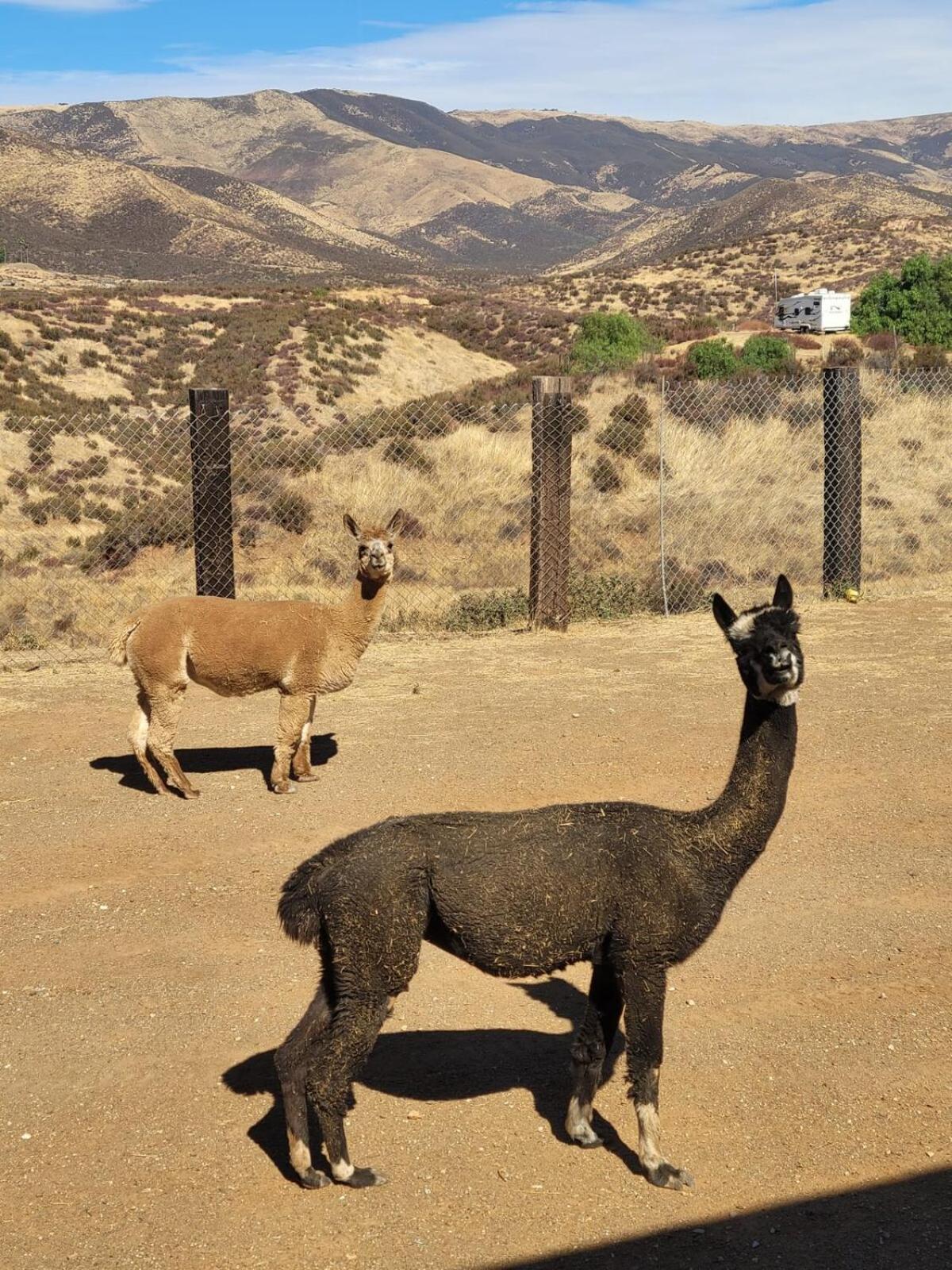 Apartamento Alpaca Rustic Ranch-Peaceful & Breathtaking Views Santa Clarita Exterior foto