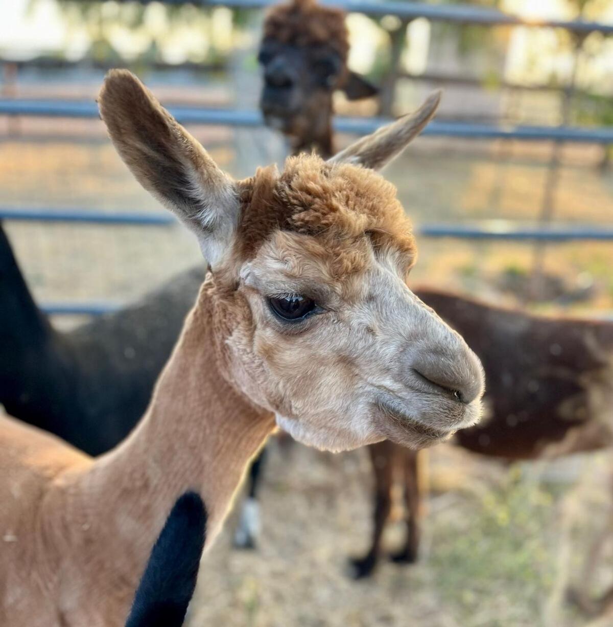 Apartamento Alpaca Rustic Ranch-Peaceful & Breathtaking Views Santa Clarita Exterior foto
