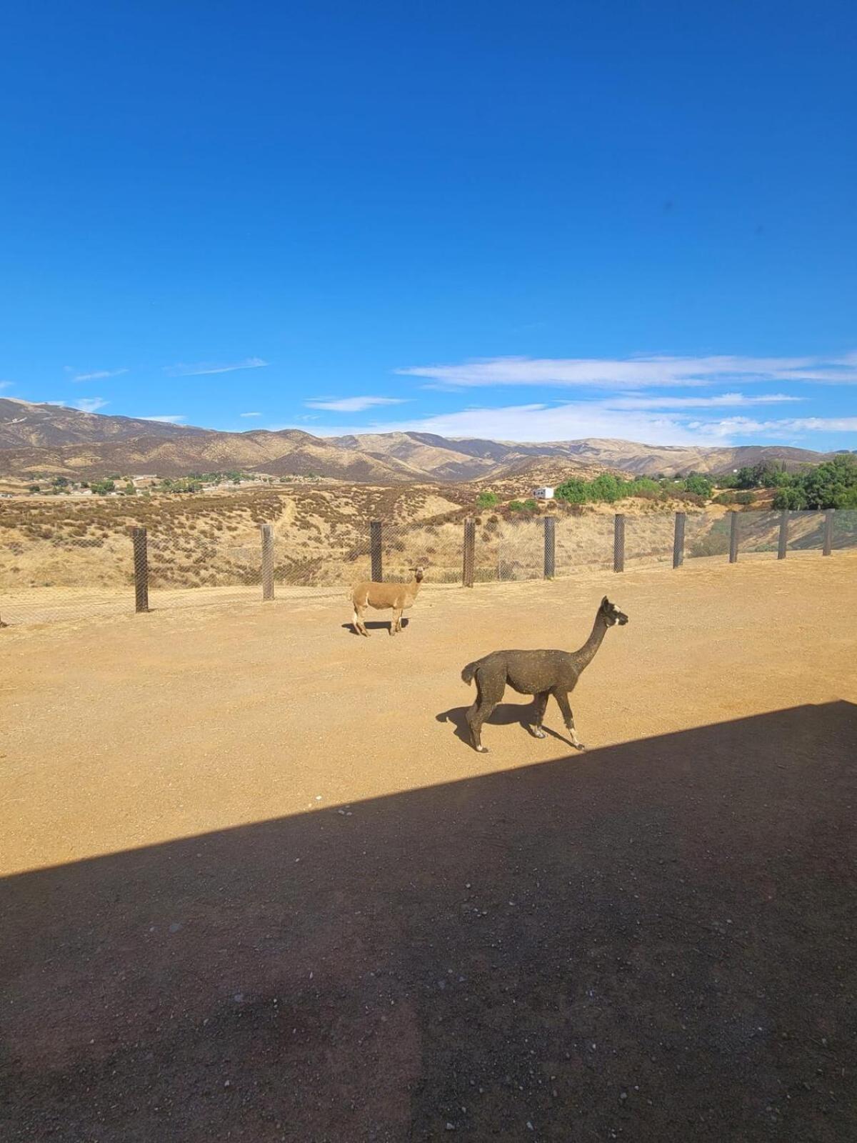 Apartamento Alpaca Rustic Ranch-Peaceful & Breathtaking Views Santa Clarita Exterior foto