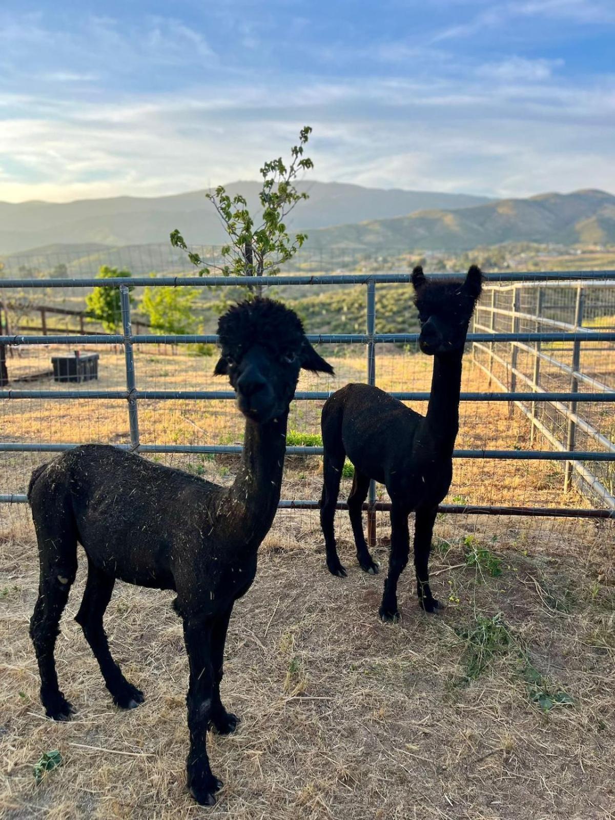 Apartamento Alpaca Rustic Ranch-Peaceful & Breathtaking Views Santa Clarita Exterior foto