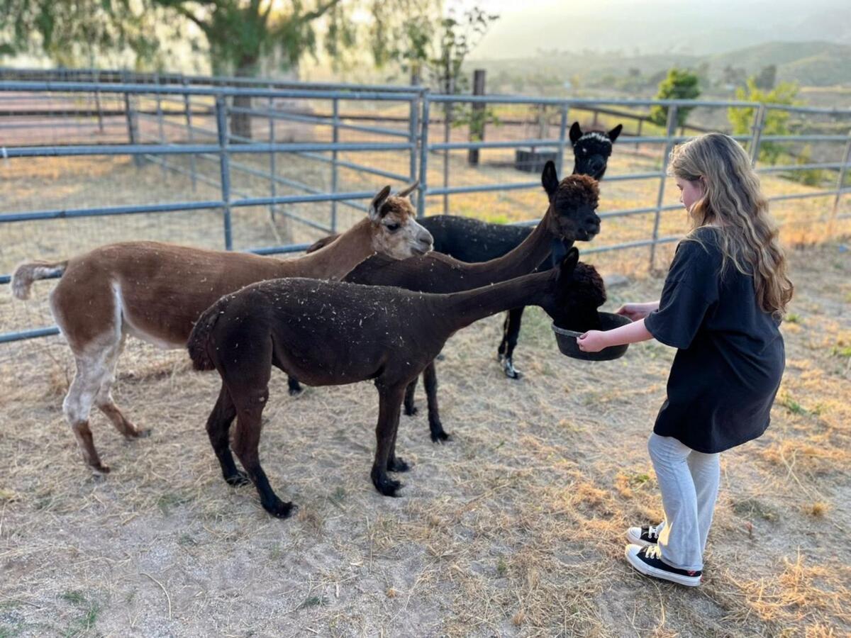 Apartamento Alpaca Rustic Ranch-Peaceful & Breathtaking Views Santa Clarita Exterior foto